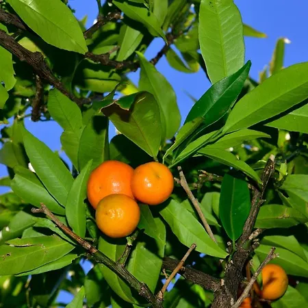 Beloc House Island *