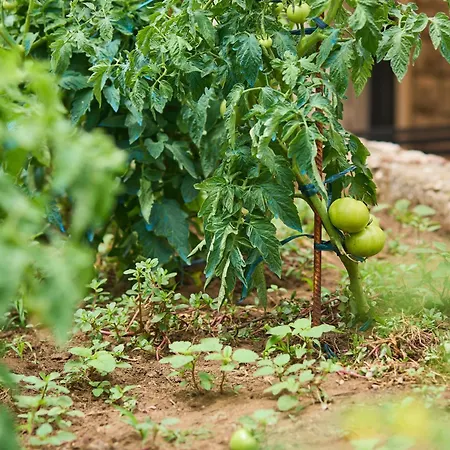 Beloc House Island 洛帕德