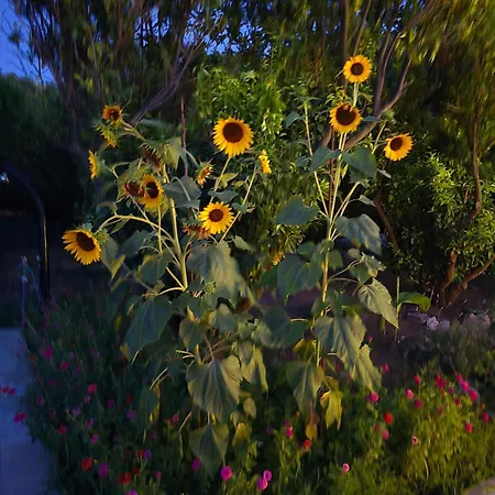 Beloc House Island * Lopud