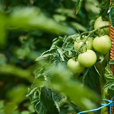 Beloc House Island Апартаменты Лопуд