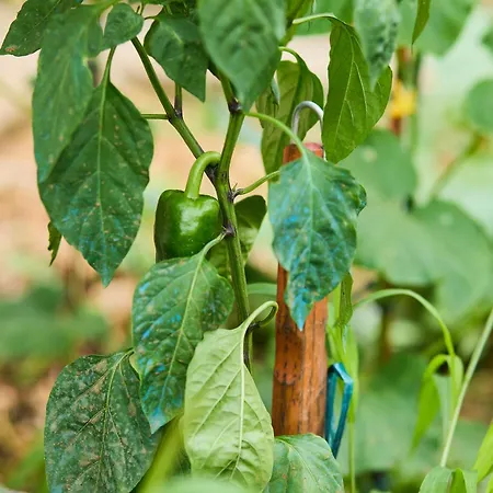 Beloc House Island * Lopud