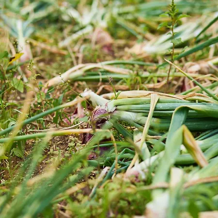 Апартаменты Beloc House Island