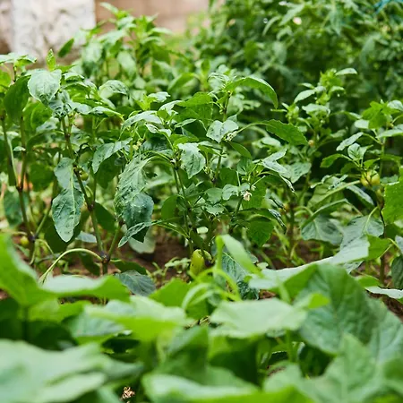 Appartamento Beloc House Island